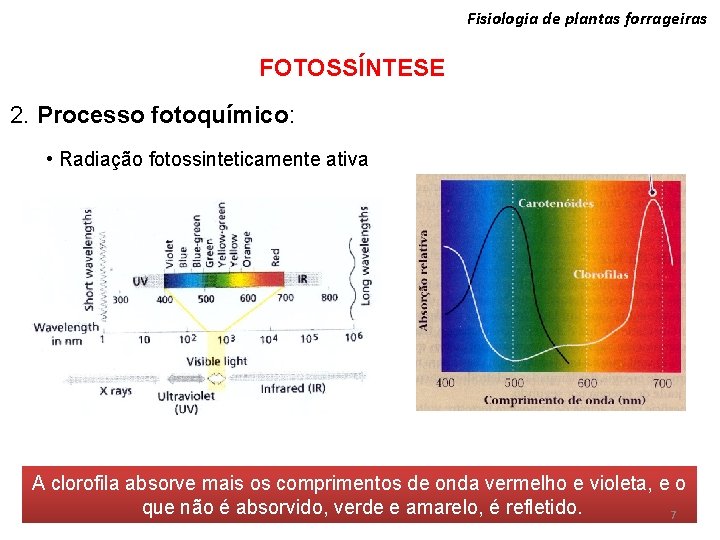 Fisiologia de plantas forrageiras FOTOSSÍNTESE 2. Processo fotoquímico: • Radiação fotossinteticamente ativa A clorofila