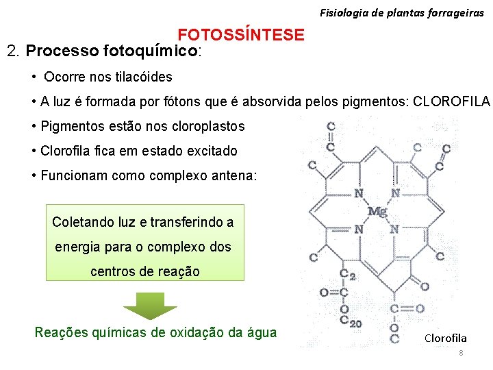 Fisiologia de plantas forrageiras FOTOSSÍNTESE 2. Processo fotoquímico: • Ocorre nos tilacóides • A