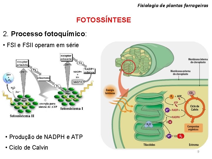 Fisiologia de plantas forrageiras FOTOSSÍNTESE 2. Processo fotoquímico: • FSI e FSII operam em