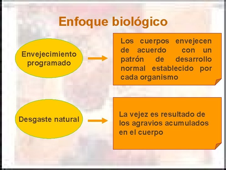 Enfoque biológico Envejecimiento programado Desgaste natural Los cuerpos envejecen de acuerdo con un patrón Enfoque biológico Envejecimiento programado Desgaste natural Los cuerpos envejecen de acuerdo con un patrón