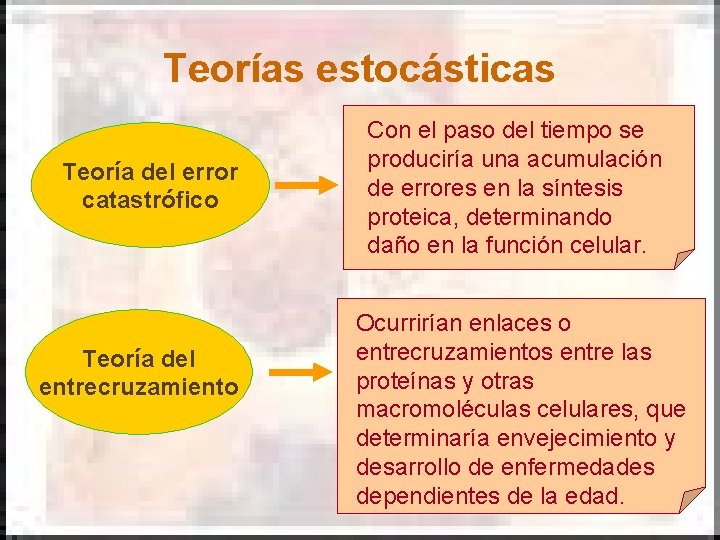 Teorías estocásticas Teoría del error catastrófico Teoría del entrecruzamiento Con el paso del tiempo Teorías estocásticas Teoría del error catastrófico Teoría del entrecruzamiento Con el paso del tiempo