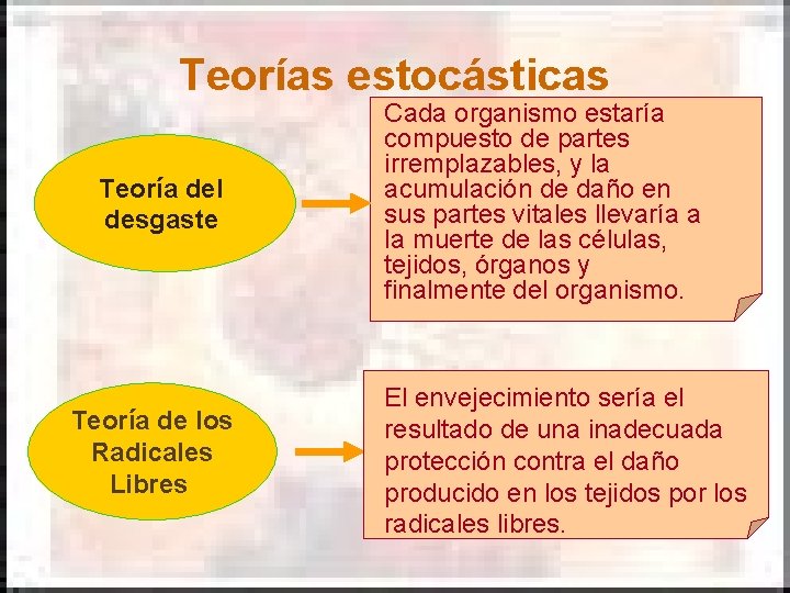 Teorías estocásticas Teoría del desgaste Teoría de los Radicales Libres Cada organismo estaría compuesto Teorías estocásticas Teoría del desgaste Teoría de los Radicales Libres Cada organismo estaría compuesto