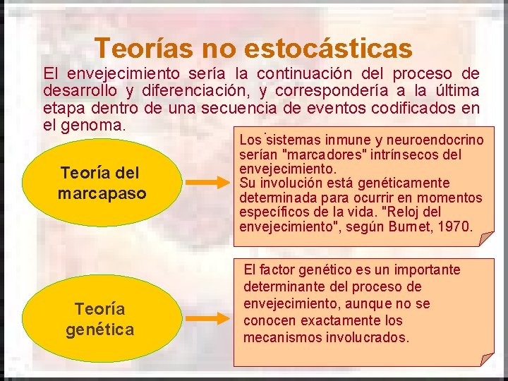Teorías no estocásticas El envejecimiento sería la continuación del proceso de desarrollo y diferenciación, Teorías no estocásticas El envejecimiento sería la continuación del proceso de desarrollo y diferenciación,