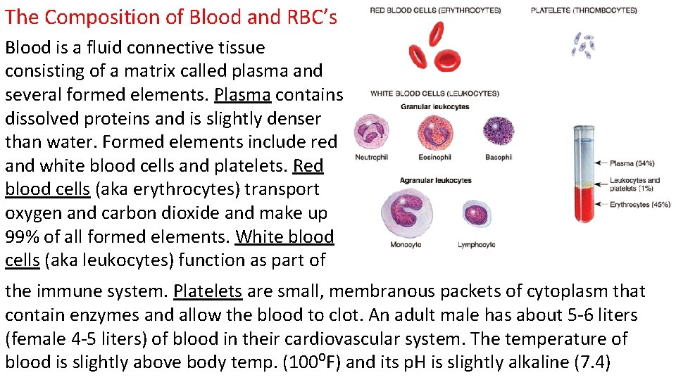 The Composition of Blood and RBC’s Blood is a fluid connective tissue consisting of
