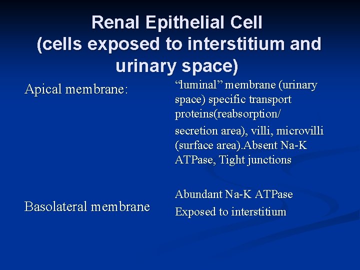 Renal Epithelial Cell (cells exposed to interstitium and urinary space) Apical membrane: Basolateral membrane