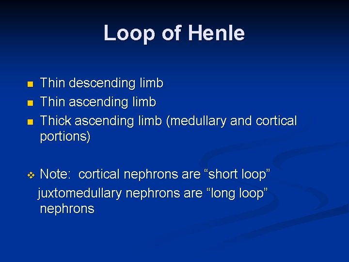 Loop of Henle n n n v Thin descending limb Thin ascending limb Thick