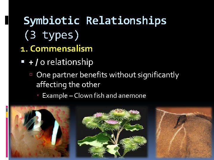 Symbiotic Relationships (3 types) 1. Commensalism + / 0 relationship One partner benefits without