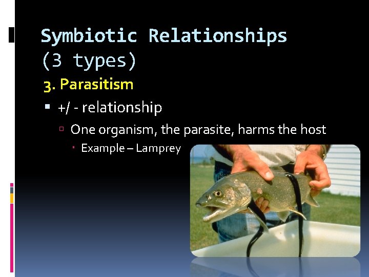 Symbiotic Relationships (3 types) 3. Parasitism +/ ‐ relationship One organism, the parasite, harms