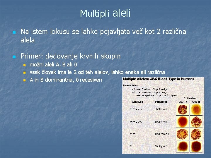 Multipli aleli n n Na istem lokusu se lahko pojavljata več kot 2 različna