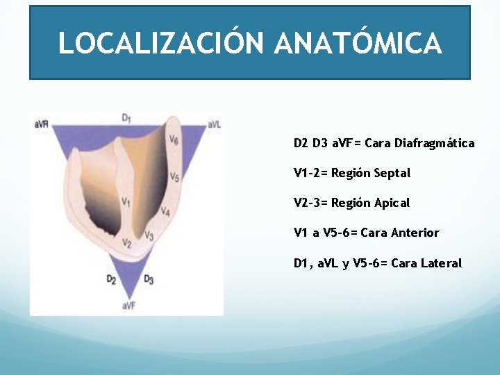 LOCALIZACIÓN ANATÓMICA D 2 D 3 a. VF= Cara Diafragmática V 1 -2= Región