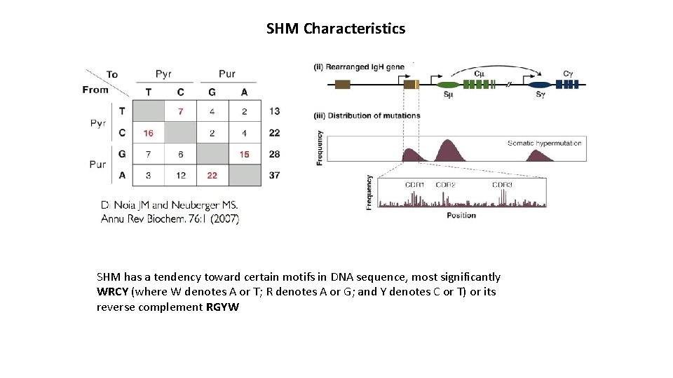 SHM Characteristics SHM has a tendency toward certain motifs in DNA sequence, most significantly