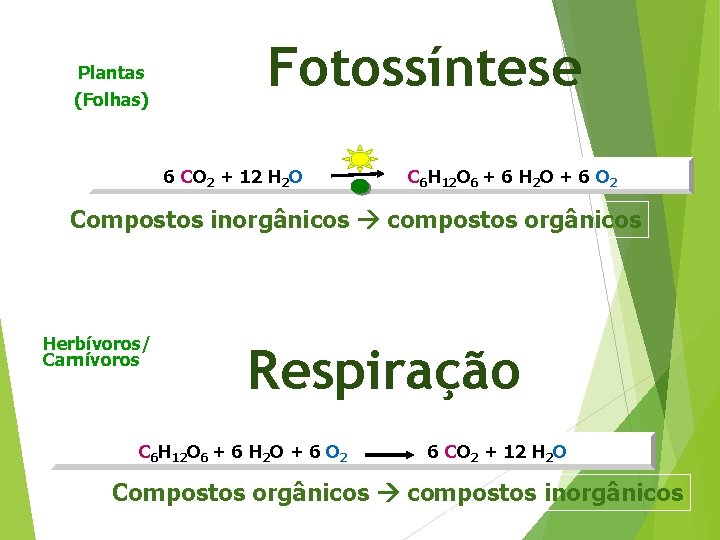 Plantas (Folhas) Fotossíntese 6 CO 2 + 12 H 2 O C 6 H