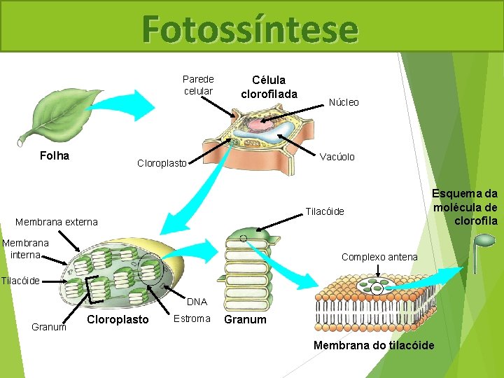 Fotossíntese Parede celular Folha Célula clorofilada Núcleo Vacúolo Cloroplasto Tilacóide Membrana externa Membrana interna