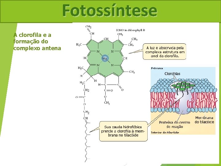 Fotossíntese A clorofila e a formação do complexo antena 