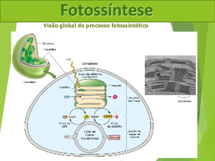 Fotossíntese Visão global do processo fotossintético 