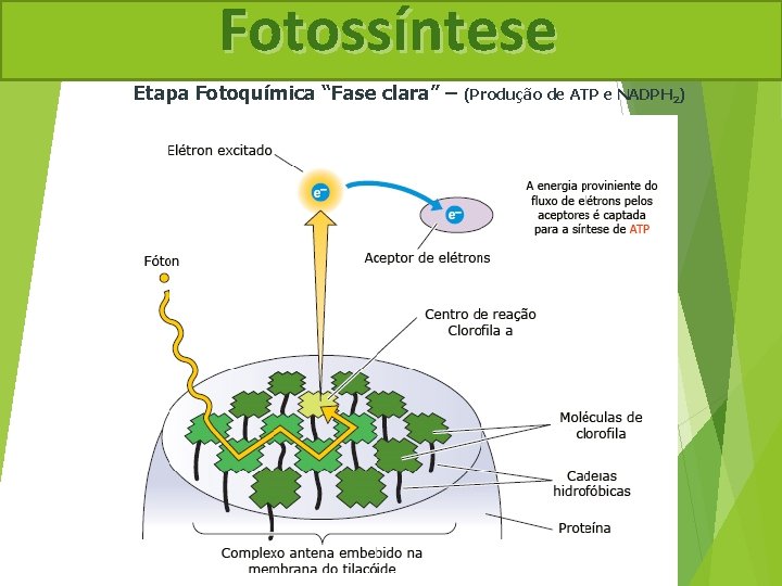 Fotossíntese Etapa Fotoquímica “Fase clara” – (Produção de ATP e NADPH 2) 