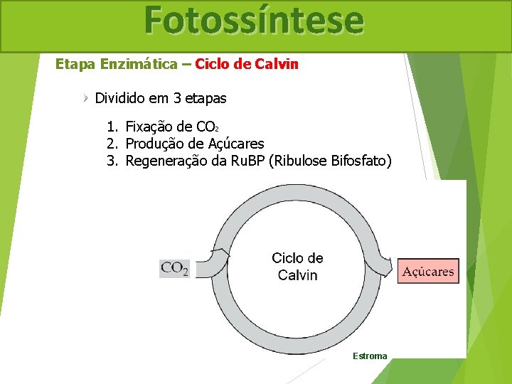 Fotossíntese Etapa Enzimática – Ciclo de Calvin Dividido em 3 etapas 1. Fixação de