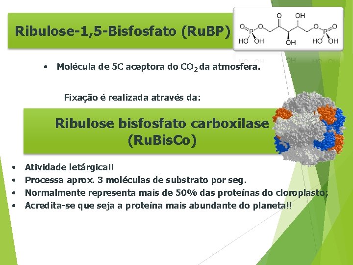 Ribulose-1, 5 -Bisfosfato (Ru. BP) • Molécula de 5 C aceptora do CO 2