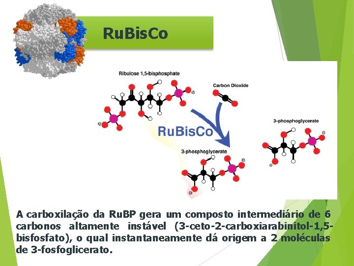 Ru. Bis. Co A carboxilação da Ru. BP gera um composto intermediário de 6