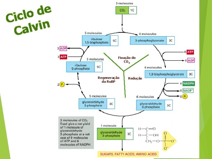 e d o l c i C n i v l Ca Fixação do