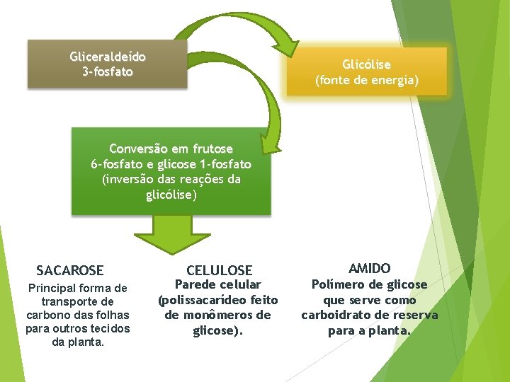 Gliceraldeído 3 -fosfato Glicólise (fonte de energia) Conversão em frutose 6 -fosfato e glicose