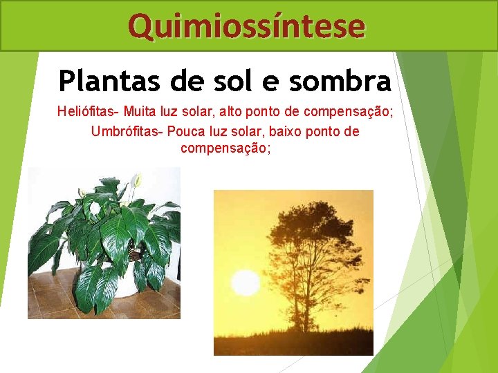 Quimiossíntese Plantas de sol e sombra Heliófitas- Muita luz solar, alto ponto de compensação;