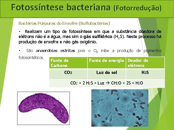 Fotossíntese bacteriana (Fotorredução) Bactérias Púrpuras do Enxofre (Sulfobactérias) • Realizam um tipo de fotossíntese