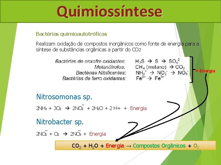 Quimiossíntese Bactérias quimioautotróficas Realizam oxidação de compostos inorgânicos como fonte de energia para a