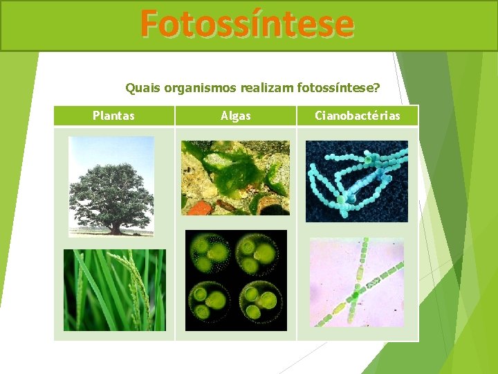 Fotossíntese Quais organismos realizam fotossíntese? Plantas Algas Cianobactérias 