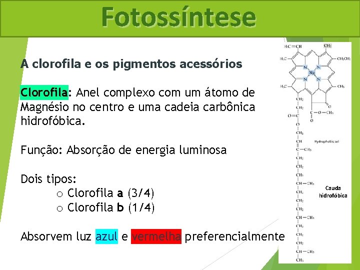 Fotossíntese A clorofila e os pigmentos acessórios Clorofila: Anel complexo com um átomo de