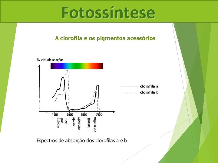 Fotossíntese A clorofila e os pigmentos acessórios 