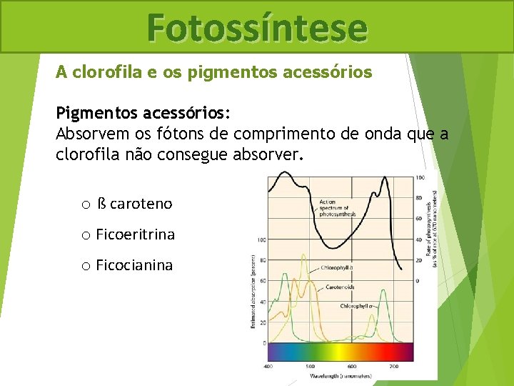 Fotossíntese A clorofila e os pigmentos acessórios Pigmentos acessórios: Absorvem os fótons de comprimento