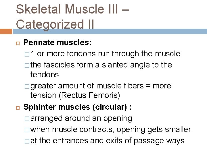 Skeletal Muscle III – Categorized II Pennate muscles: � 1 or more tendons run Skeletal Muscle III – Categorized II Pennate muscles: � 1 or more tendons run