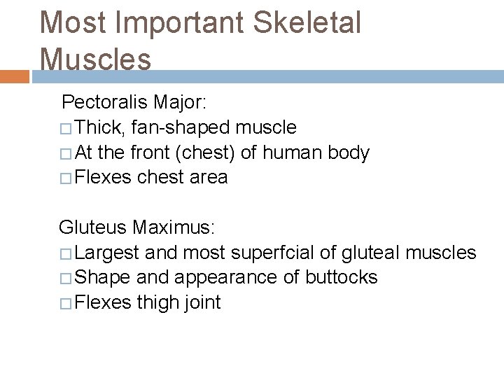 Most Important Skeletal Muscles Pectoralis Major: � Thick, fan-shaped muscle � At the front Most Important Skeletal Muscles Pectoralis Major: � Thick, fan-shaped muscle � At the front