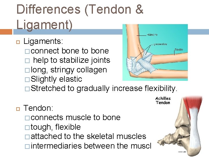 Differences (Tendon & Ligament) Ligaments: � connect bone to bone � help to stabilize Differences (Tendon & Ligament) Ligaments: � connect bone to bone � help to stabilize