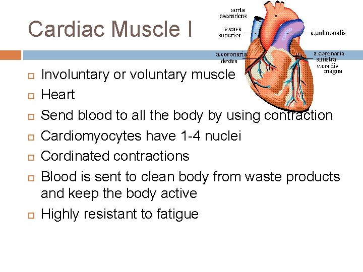Cardiac Muscle I Involuntary or voluntary muscle Heart Send blood to all the body Cardiac Muscle I Involuntary or voluntary muscle Heart Send blood to all the body