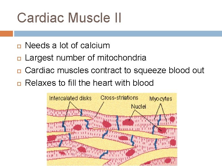 Cardiac Muscle II Needs a lot of calcium Largest number of mitochondria Cardiac muscles Cardiac Muscle II Needs a lot of calcium Largest number of mitochondria Cardiac muscles