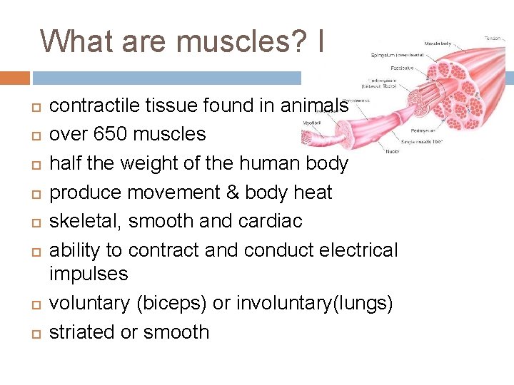 What are muscles? I contractile tissue found in animals over 650 muscles half the What are muscles? I contractile tissue found in animals over 650 muscles half the