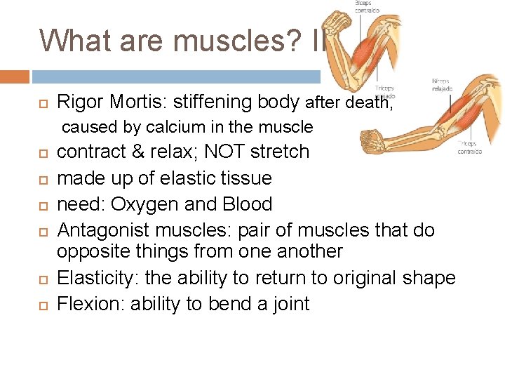 What are muscles? II Rigor Mortis: stiffening body after death, caused by calcium in What are muscles? II Rigor Mortis: stiffening body after death, caused by calcium in
