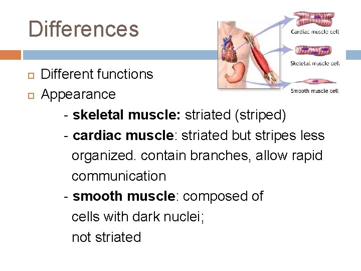 Differences Different functions Appearance - skeletal muscle: striated (striped) - cardiac muscle: striated but Differences Different functions Appearance - skeletal muscle: striated (striped) - cardiac muscle: striated but