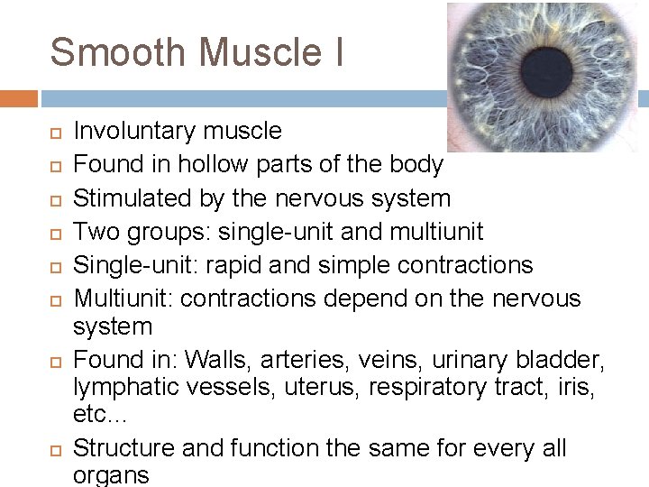 Smooth Muscle I Involuntary muscle Found in hollow parts of the body Stimulated by Smooth Muscle I Involuntary muscle Found in hollow parts of the body Stimulated by