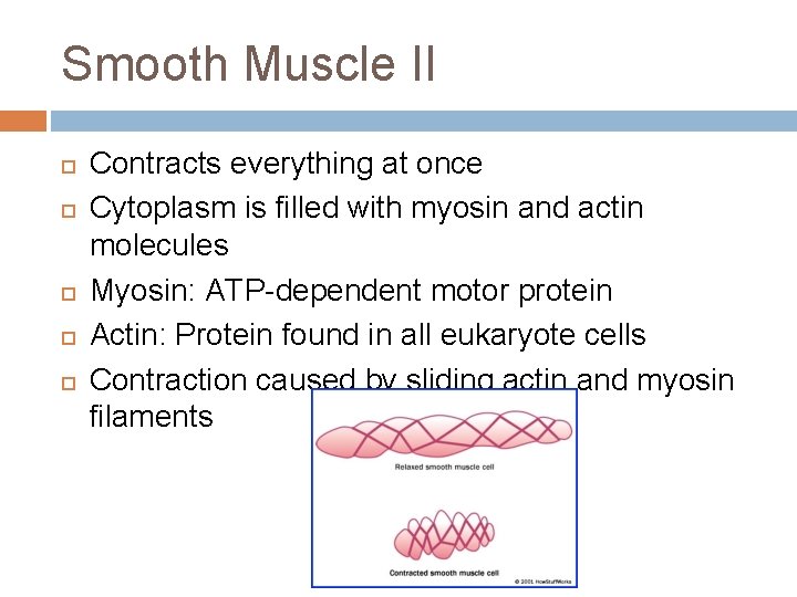 Smooth Muscle II Contracts everything at once Cytoplasm is filled with myosin and actin Smooth Muscle II Contracts everything at once Cytoplasm is filled with myosin and actin