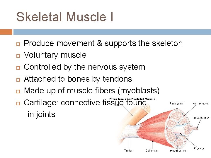 Skeletal Muscle I Produce movement & supports the skeleton Voluntary muscle Controlled by the Skeletal Muscle I Produce movement & supports the skeleton Voluntary muscle Controlled by the