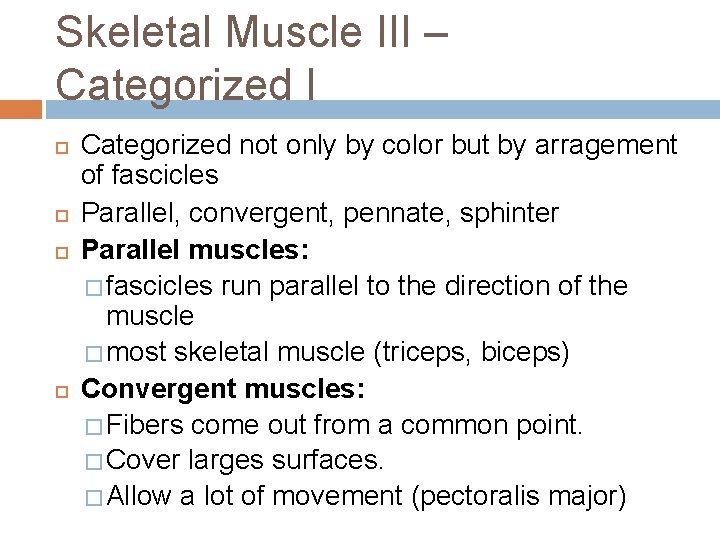 Skeletal Muscle III – Categorized I Categorized not only by color but by arragement Skeletal Muscle III – Categorized I Categorized not only by color but by arragement