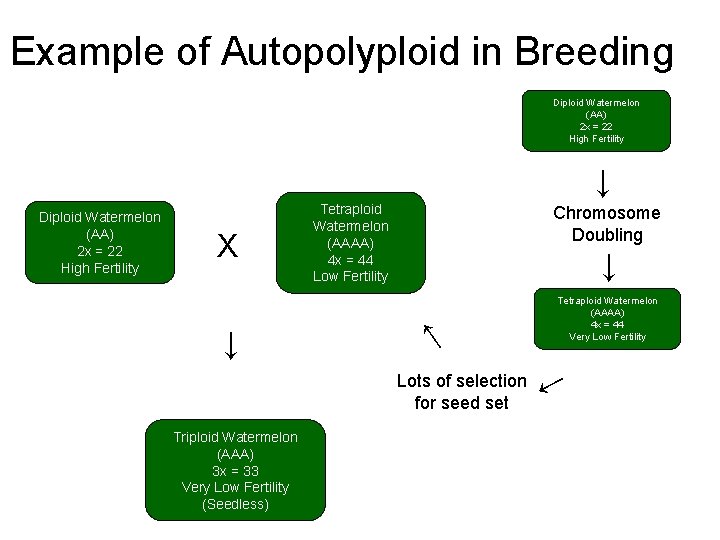 Example of Autopolyploid in Breeding Diploid Watermelon (AA) 2 x = 22 High Fertility