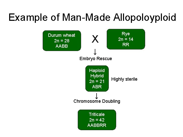 Example of Man-Made Allopoloyploid Durum wheat 2 n = 28 AABB Rye 2 n