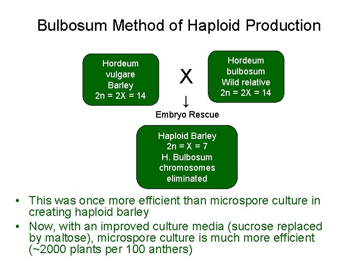 Bulbosum Method of Haploid Production Hordeum vulgare Barley 2 n = 2 X =