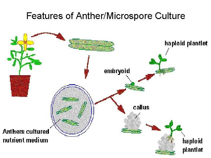 Features of Anther/Microspore Culture 