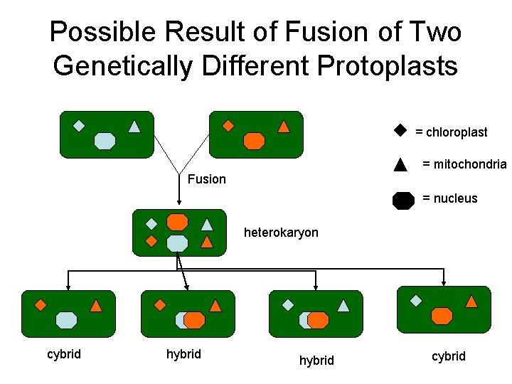 Possible Result of Fusion of Two Genetically Different Protoplasts = chloroplast = mitochondria Fusion