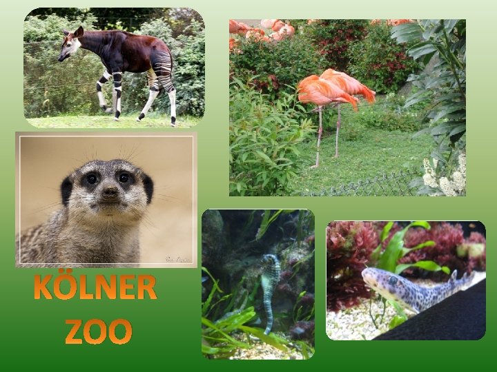 KÖLNER ZOO 